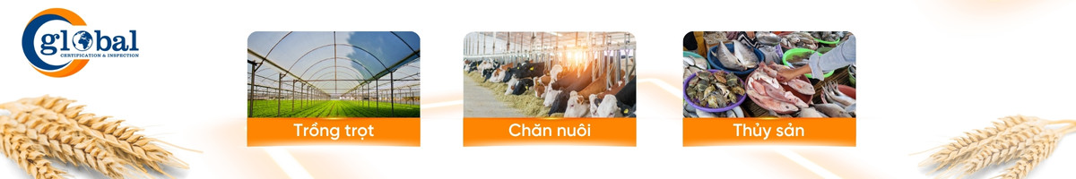 pham vi chung nhan