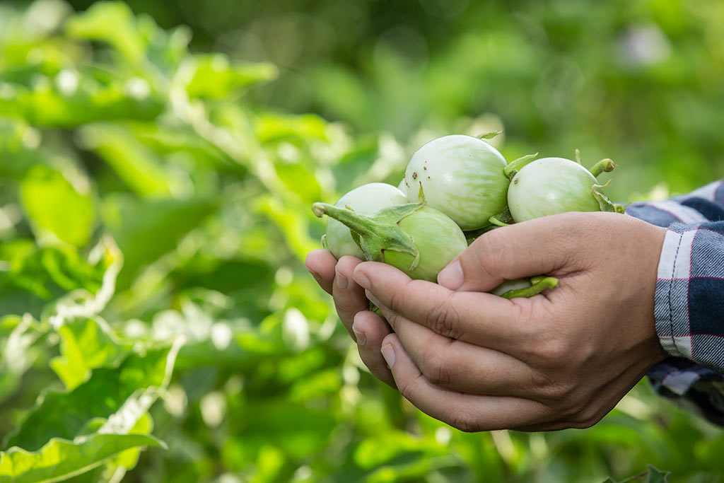 Nông sản thực phẩm